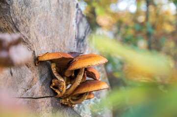 Goldfell-Schüppling wächst aus dem Stamm eines gefällten Baumes