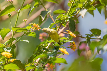 Olive-backed Sunbird (Cinnyris jugularis), also known as the yellow-bellied sunbird feeds nectar from flower, Wondo Genet Wabe Ethiopia wildlife