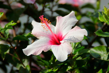 pink and white hibiscus flower