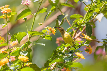 Olive-backed Sunbird (Cinnyris jugularis), also known as the yellow-bellied sunbird feeds nectar from flower, Wondo Genet Wabe Ethiopia wildlife