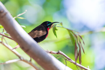 beautiful bird Scarlet-chested Sunbird on tree - Lake Ziway or Lake Ziway - Ethiopia wildlife, Africa