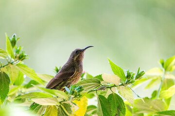 Tacazze Sunbird (Nectarinia tacazze) perched on tree, lake Ziway, Ethiopia safari wildlife