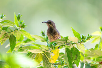 Tacazze Sunbird (Nectarinia tacazze) perched on tree, lake Ziway, Ethiopia safari wildlife