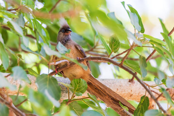 beautiful small bird Speckled mousebird, (Colius striatus) feeding on tree with berries. Lake Ziway Ethiopia wildlife