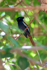 male of beautiful colored small bird African Paradise Flycatcher (Terpsiphone viridis) perched on a branch, in rainforest, Lake Ziway, Ethiopia Africa wildlife