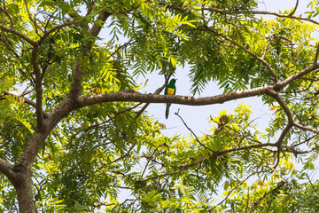African Emerald Cuckoo (Chrysococcyx cupreus) perched on tree, native to Africa in Wondo Genet park, Ethiopia Africa wildlife