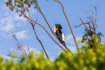 strange bird, Silvery-cheeked Hornbill, Bycanistes brevis, sits and feeding berries on tree, lake Awasa Ethiopia, Africa Wildlife
