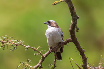 bird White-browed sparrow-weaver (Plocepasser mahali), near Hawassa, Ethiopia wildlife