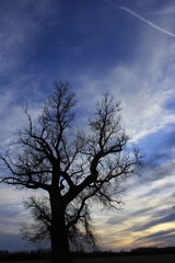 Kansas tree silhouette at sunset with a blue and white sky south of Sterling Kansas USA out in the country.