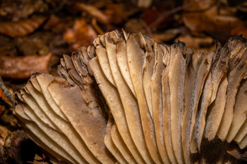 A closeup picture of a red fungus in a forest. Brown autumn leaves in the background. Picture from Bokskogen, Malmo, southern Sweden