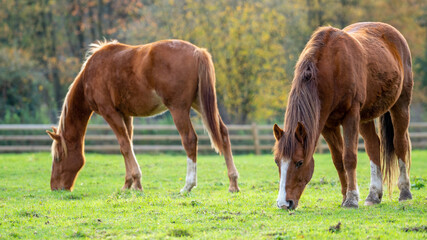 Naklejka na ściany i meble Young horses on the farm 
