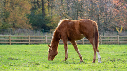 Young horses on the farm  © LDC