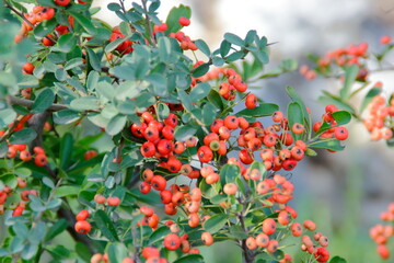 berries on a bush