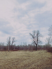 leafless trees in the park