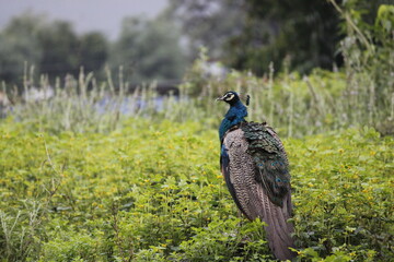 bird on a grass