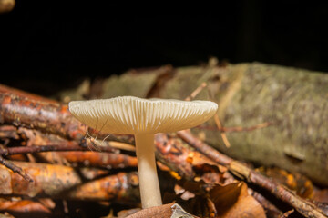 A closeup picture of a fungus in a forest. Dark brown and orange leaves in the background. Picture from Bokskogen, Malmo, southern Sweden