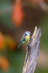 Blue Tit (Cyanistes caeruleus) in autumn.