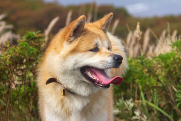 Akita Inu / Shiba Inu dog in the summer outdoors.