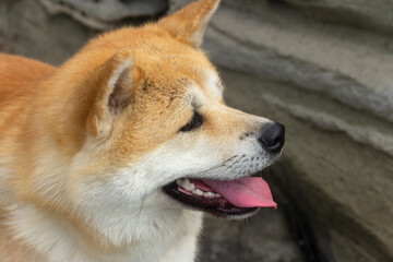 Akita Inu / Shiba Inu dog in the summer outdoors.