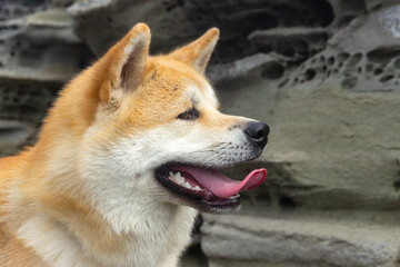 Akita Inu / Shiba Inu dog in the summer outdoors.