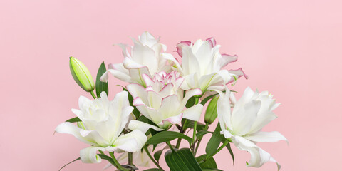 Blossoming delicate flowers of peony lily, white blooming lilies flowers on pink background