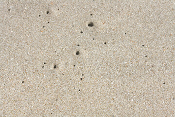 Fototapeta na wymiar Worm holes in sand beach. Coastal porosity