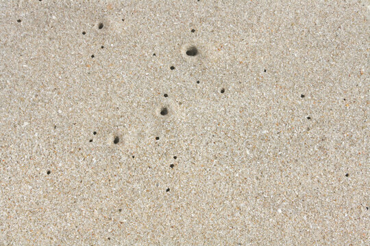 Worm holes in sand beach. Coastal porosity