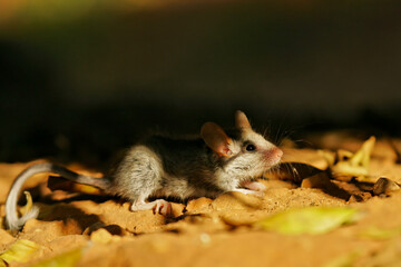 Garden Dormouse (Eliomys quercinus) adult hiding on ground, Spain