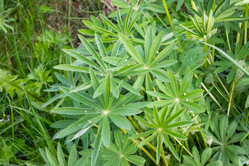 many drops of water in a lupine flower after rain