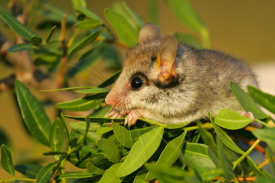 Garden Dormouse (Eliomys quercinus) close-up of climbing adult in bushes, Spain