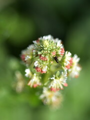 Nahaufnahme einer Garten-Resede