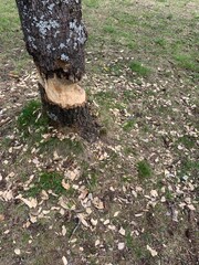 Beaver tree work in the forest