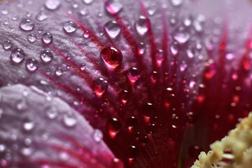 Close-up of the pink petal of a flower, full of raindrops