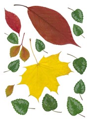 arrangement of multicolor various leaves in autumn isolated