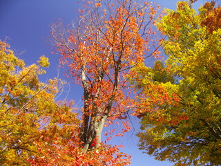 青空に映える紅葉の欅と黄葉の欅