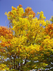 青空に映える紅葉の欅と黄葉の欅