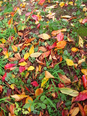 晩秋の草むらに散る枯れ葉