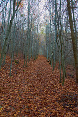 Obraz premium golden autumn forest in october