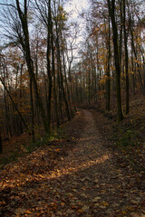 golden autumn forest in october