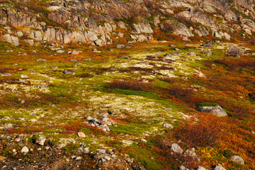 Autumn in the tundra. Yellow fern,  red berries on the rocks, autumn colors on the moss background....