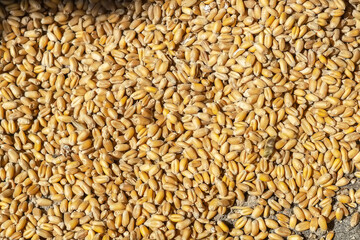 Top view of yellow wheat grains in close-up. Wheat background
