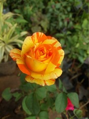 orange rose flower