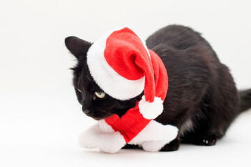 Obraz na płótnie Canvas Black cat in Santa Claus costume. Christmas dress and Santa Claus hat on black cat