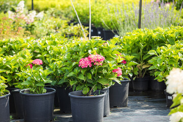 The wonderful hydrangeas in pots for sale