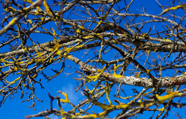Natural abstract background. Yellow lichen on tree branches. Dry tree branches against the blue sky.