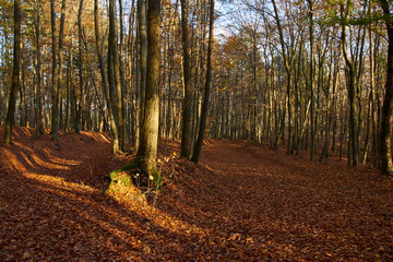 Obraz premium golden sunny autumn forest in october