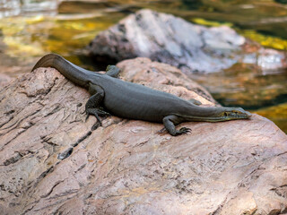 lizard on the rock