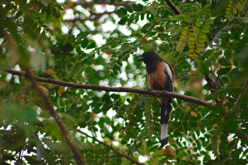 red billed hornbill
