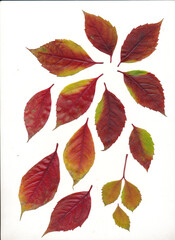 arrangement of multicolor various leaves in autumn isolated
