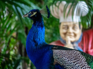 peacock with feathers
